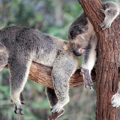 Koalas who seem to be sleeping well!
